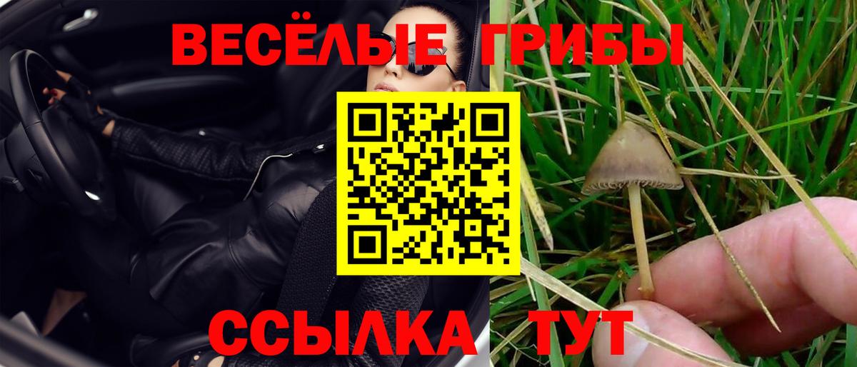 Псилоцибиновые грибы Psilocybe Амурск